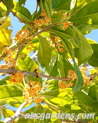 orange sweet osmantus